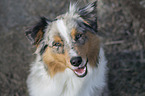 Miniature Australian Shepherd portrait
