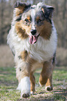running Miniature Australian Shepherd