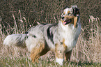 standing Miniature Australian Shepherd
