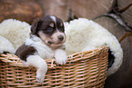Miniature Australian Shepherd Puppy in a basket