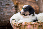 Miniature Australian Shepherd Puppy in a basket