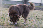 Miniature Australian Shepherd in the meadow