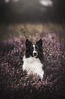 Miniature Australian Shepherd