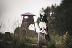 Miniature Australian Shepherd