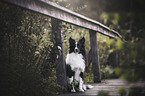 Miniature Australian Shepherd