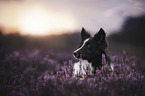 Miniature Australian Shepherd