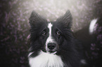 Miniature Australian Shepherd