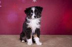 sitting Miniature Australian Shepherd