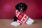 sitting Miniature Australian Shepherd