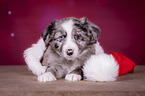 lying Miniature Australian Shepherd