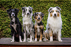 sitting Miniature Australian Shepherds