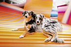 lying Miniature Australian Shepherds