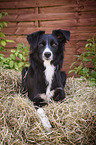 lying Miniature Australian Shepherd