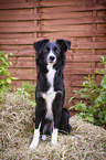 sitting Miniature Australian Shepherd
