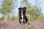 sitting Miniature Australian Shepherd