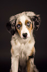 Miniature Australian Shepherd