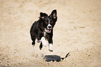running Miniature Australian Shepherd