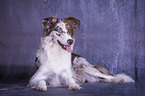lying Miniature Australian Shepherd
