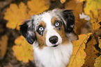 Miniature Australian Shepherd portrait