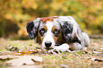 lying Miniature Australian Shepherd