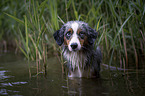 Miniature Australian Shepherd