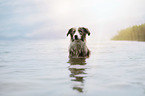 Miniature Australian Shepherd portrait