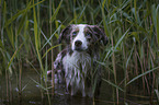 Miniature Australian Shepherd