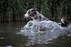 running Miniature Australian Shepherd