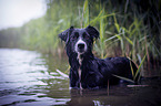 Miniature Australian Shepherd