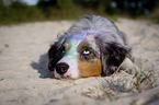 lying Miniature Australian Shepherd