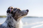 Miniature Australian Shepherd portrait