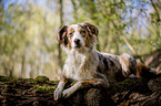lying Miniature Australian Shepherd
