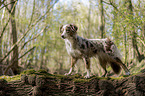 standing Miniature Australian Shepherd