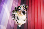 sitting Miniature Australian Shepherd