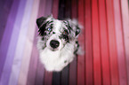 Miniature Australian Shepherd
