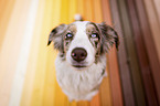 Miniature Australian Shepherd