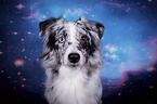 Miniature Australian Shepherd portrait