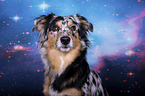Miniature Australian Shepherd portrait