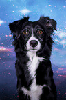 Miniature Australian Shepherd portrait