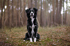 sitting Miniature Australian Shepherd