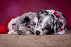 lying Miniature Australian Shepherds