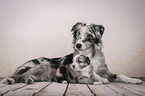 lying Miniature Australian Shepherds