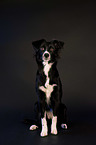 sitting Miniature Australian Shepherd
