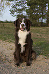 sitting Miniature Australian Shepherd