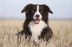Miniature Australian Shepherd
