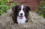 Miniature Australian Shepherd portrait