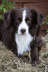 lying Miniature Australian Shepherd