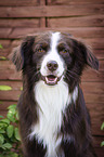 Miniature Australian Shepherd portrait
