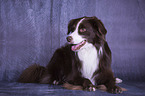 lying Miniature Australian Shepherd
