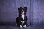 lying Miniature Australian Shepherd